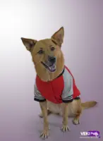 Chaqueta Beisbolera Talla L