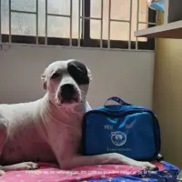 Botiquín para mascotas
