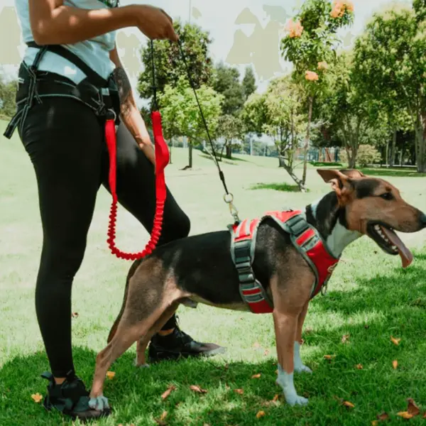 Kit de Paseo Manos Libres